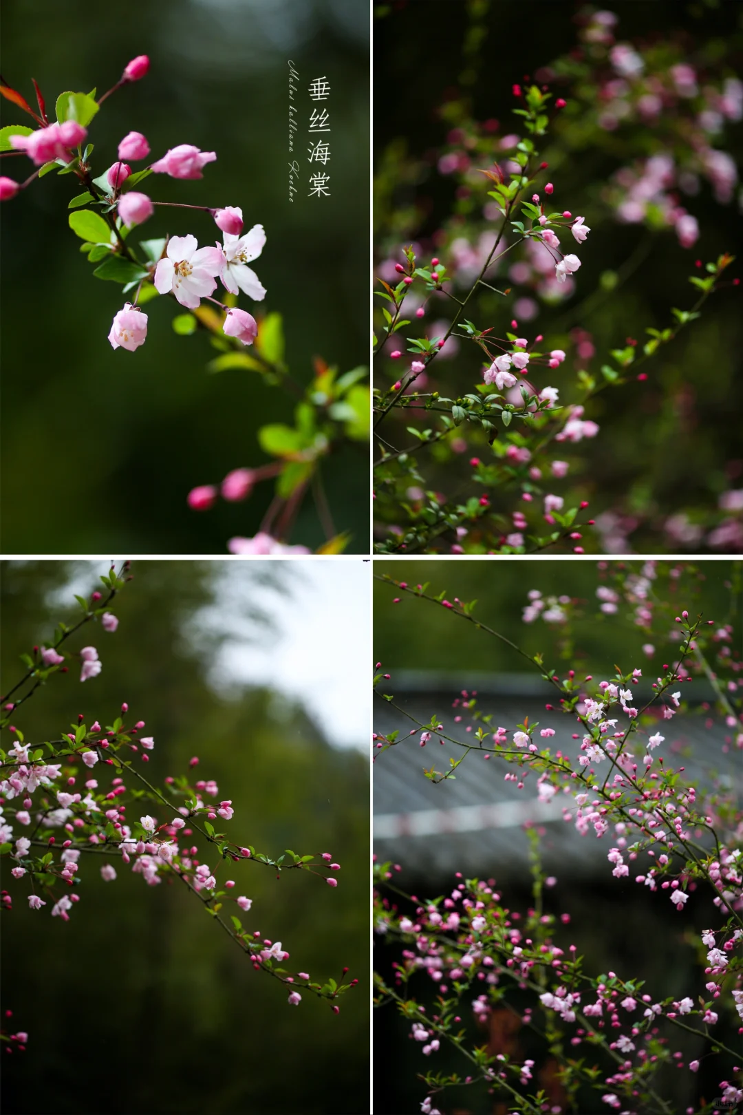 花妆上江南的春|垂丝海棠