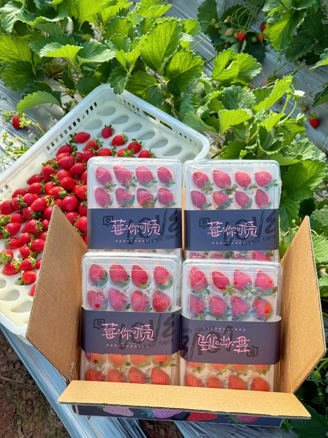 年前最后几天发货了，纯甜的香野草莓！