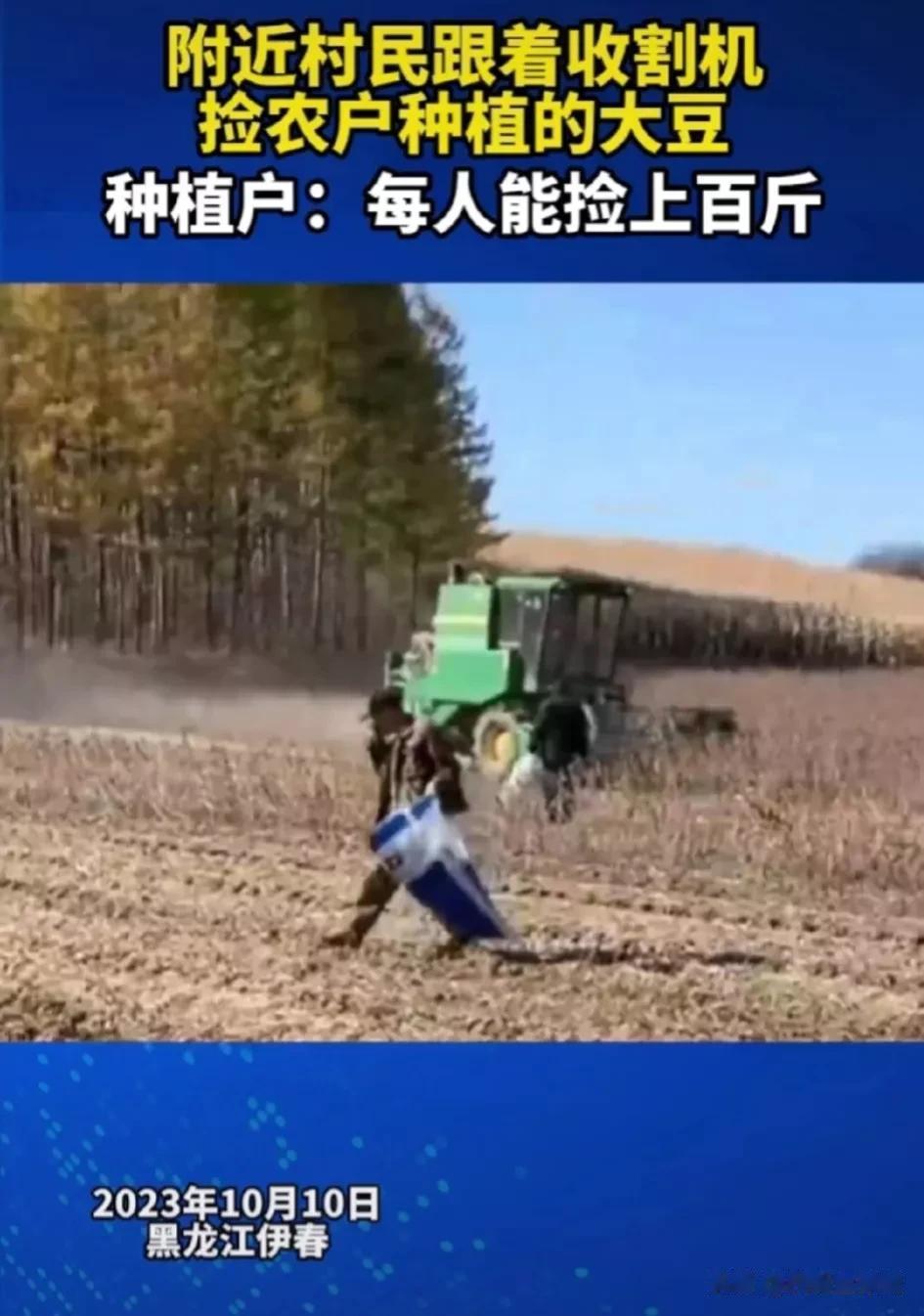 村民地里捡漏农产品，户主无奈连声叹气。

10月10日，黑龙江伊春市的张女士说，