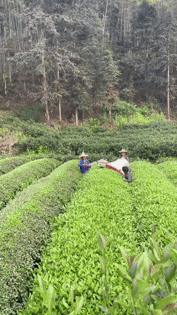 喝着绿茶就会想到“采茶女”。
有段时间河南信阳市茶叶节前，要求“采茶女”采毛尖茶