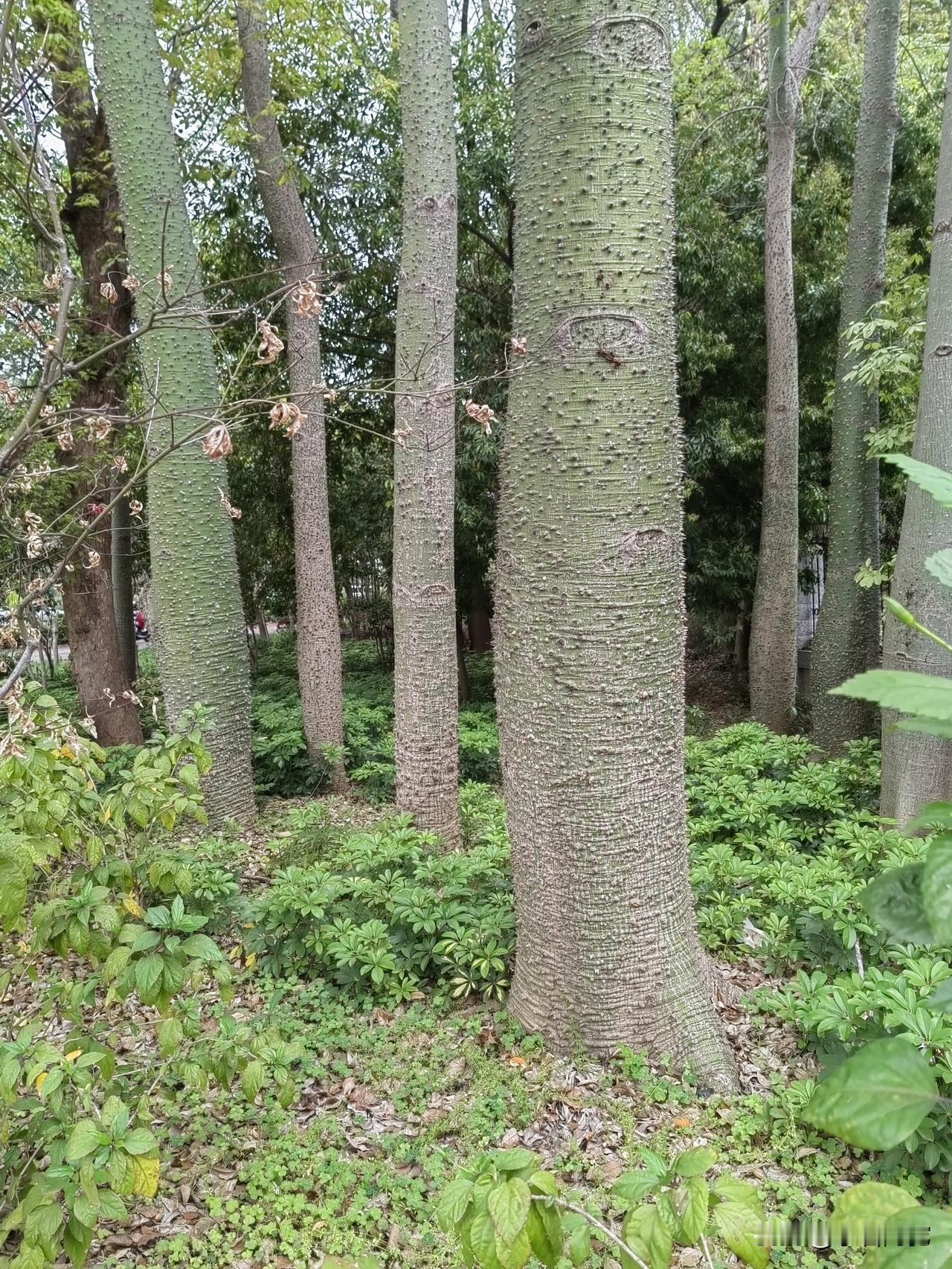 张雪峰的启示
网红张雪峰的突然离世，让无数人感叹唏嘘，这不仅仅是对其启发迷茫者，