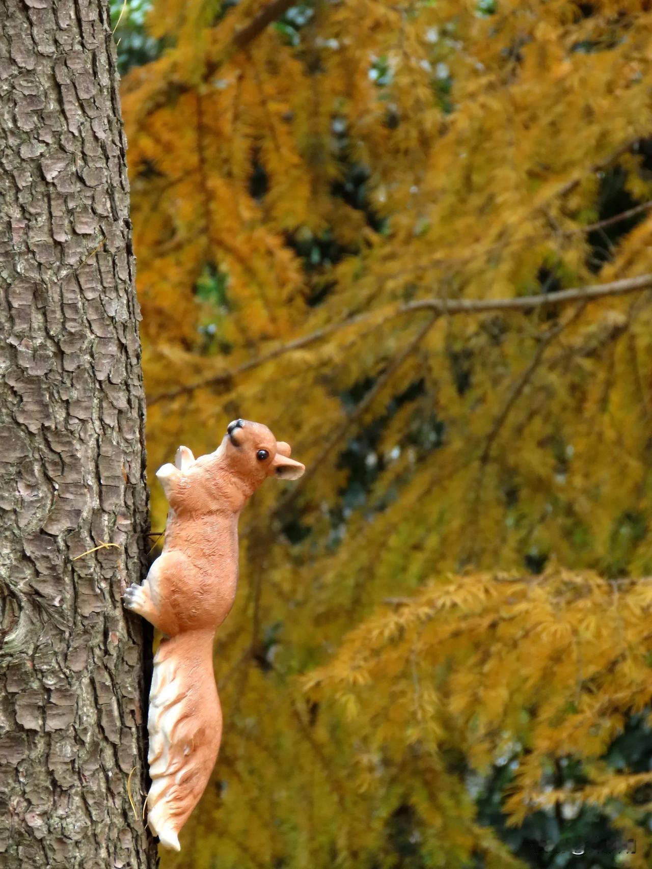 “冬天的童话，小松鼠爬树记”🍂🐿️
鄞州公园