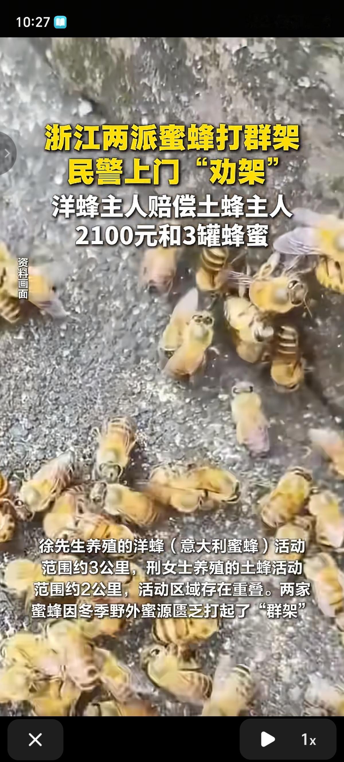 浙江两个派系的蜜蜂打群架，民警上门“劝架”，徐先生养的意大利蜂打赢了邢女士养的土