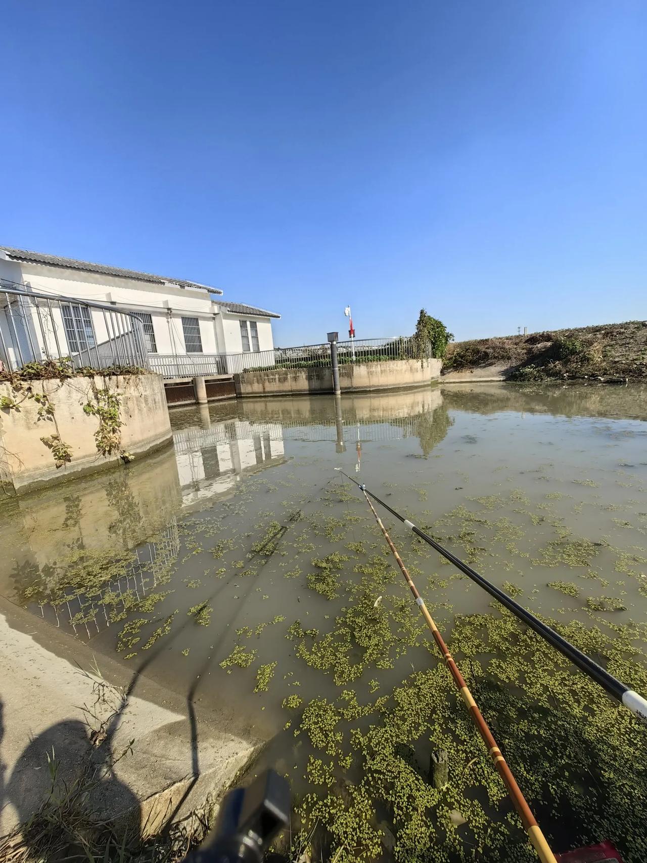 野钓鲫鱼为什么建议使用拉饵？本文将简略阐述野钓鲫鱼使用拉饵的10大原因，仅供参考