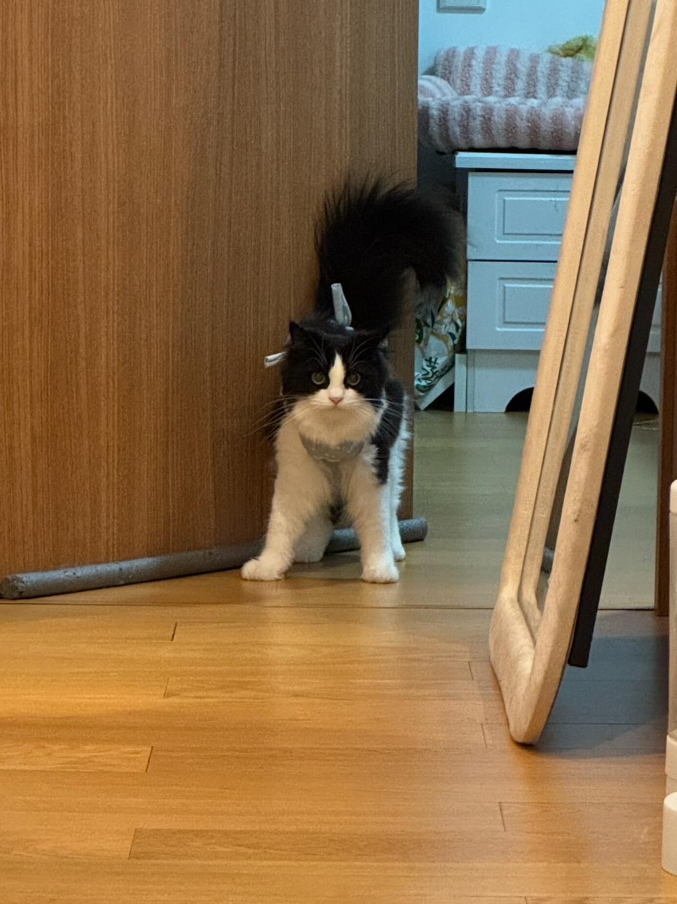 高马尾漂亮小猫