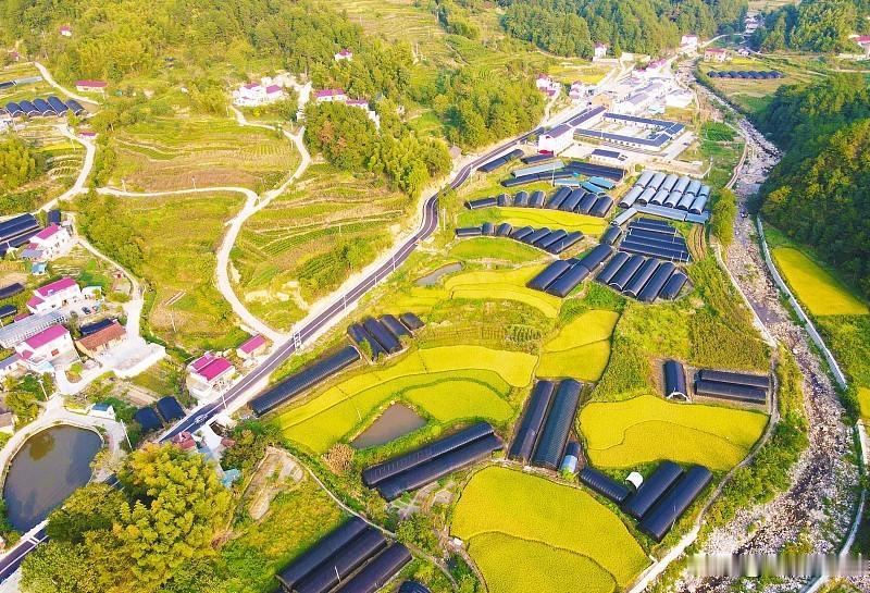 农民当然不只有打工一条出路。愿意留守农村的中年、顾家农户，有不少增收途径。土地承