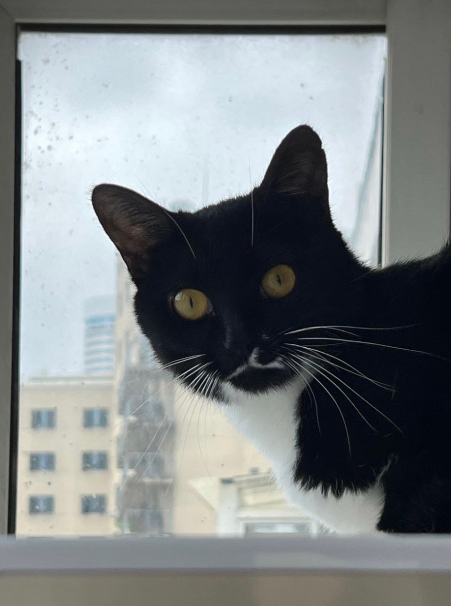 我会叫您看不见今天的日落。因为今天是阴天。daily奶牛猫 （投稿：） 