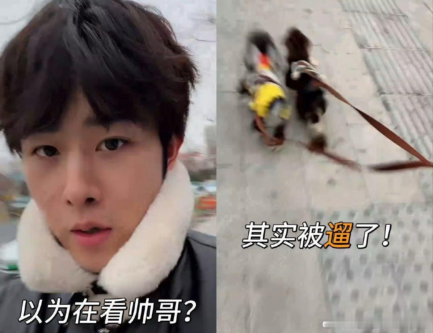 田嘉瑞直播被小狗缠住 田嘉瑞直播名场面+1，努力想和粉丝互动，却被小狗死死缠住，