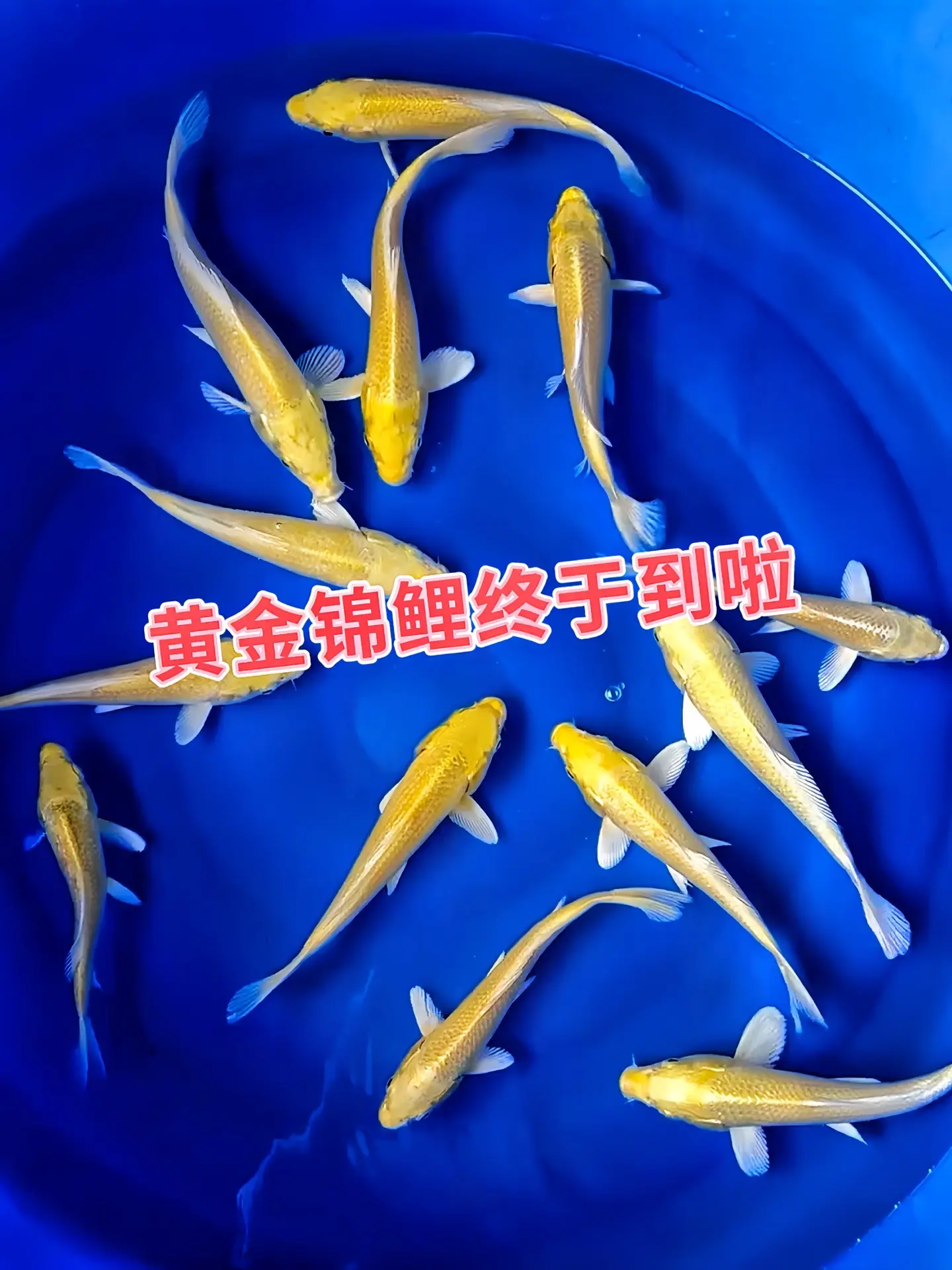 观赏价值高：全身呈金黄色，如黄金般灿灿晶光，鳞片排列整齐，鱼鳍宽大优美...