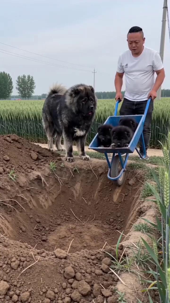 高加索牧羊犬智商高、活跃度强、易训练，适合看家护院。这么大的幼犬回去后能听从主人