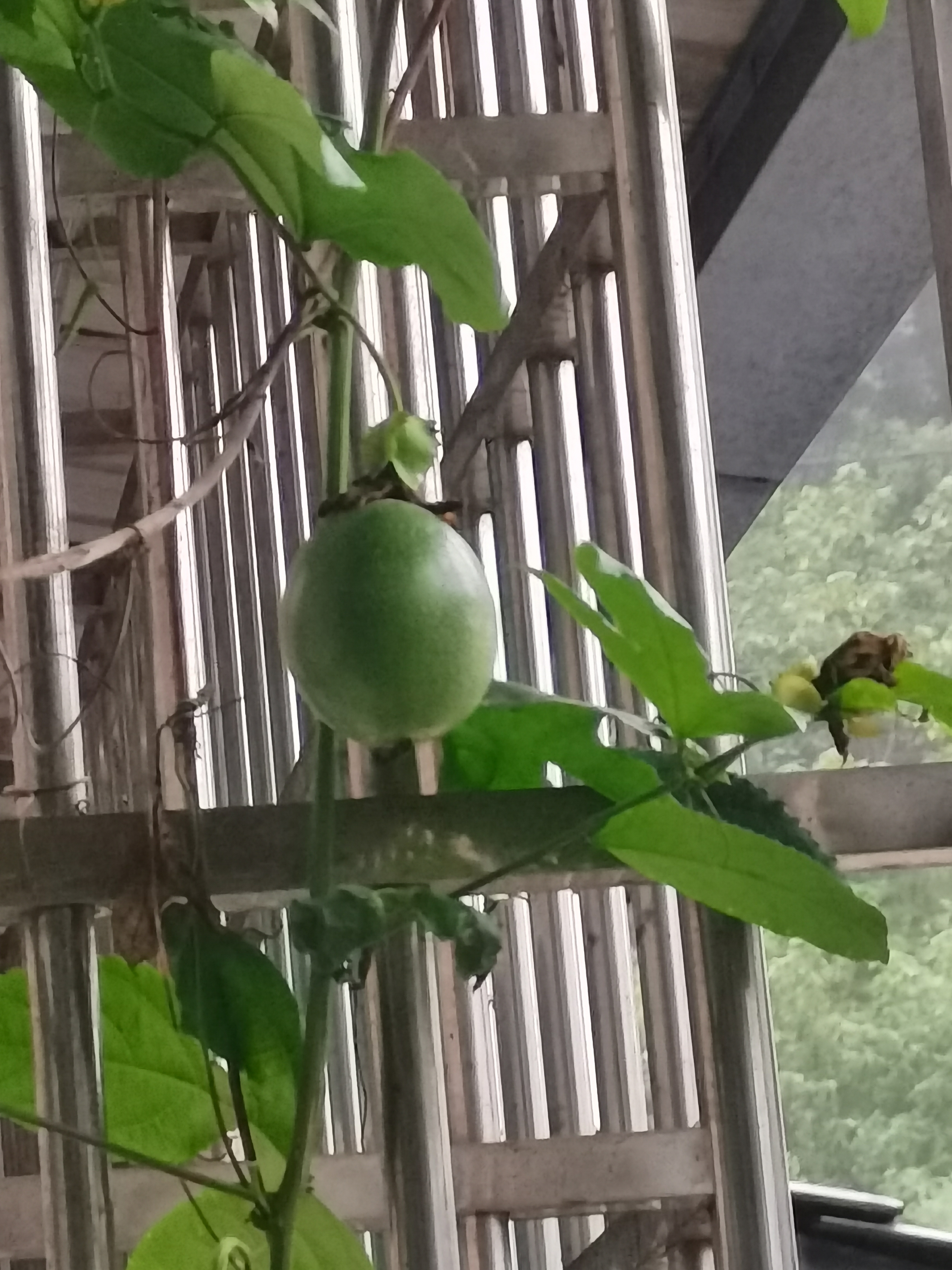今年的百香果结得不太多，难道受雨水影响了？ 