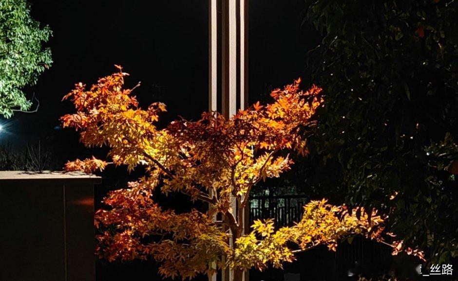 孤独生长，亦能撑起一片天…… 