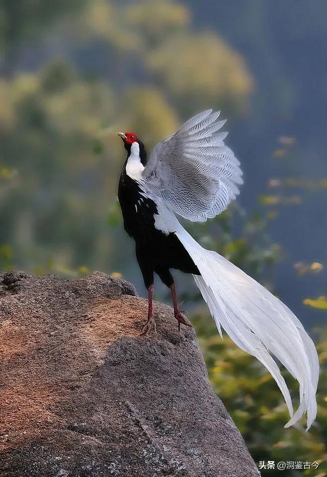 四川一男子在清晨山林散步时，偶遇一只“白凤凰”，它静立枝头，优雅神秘。男子赶紧记