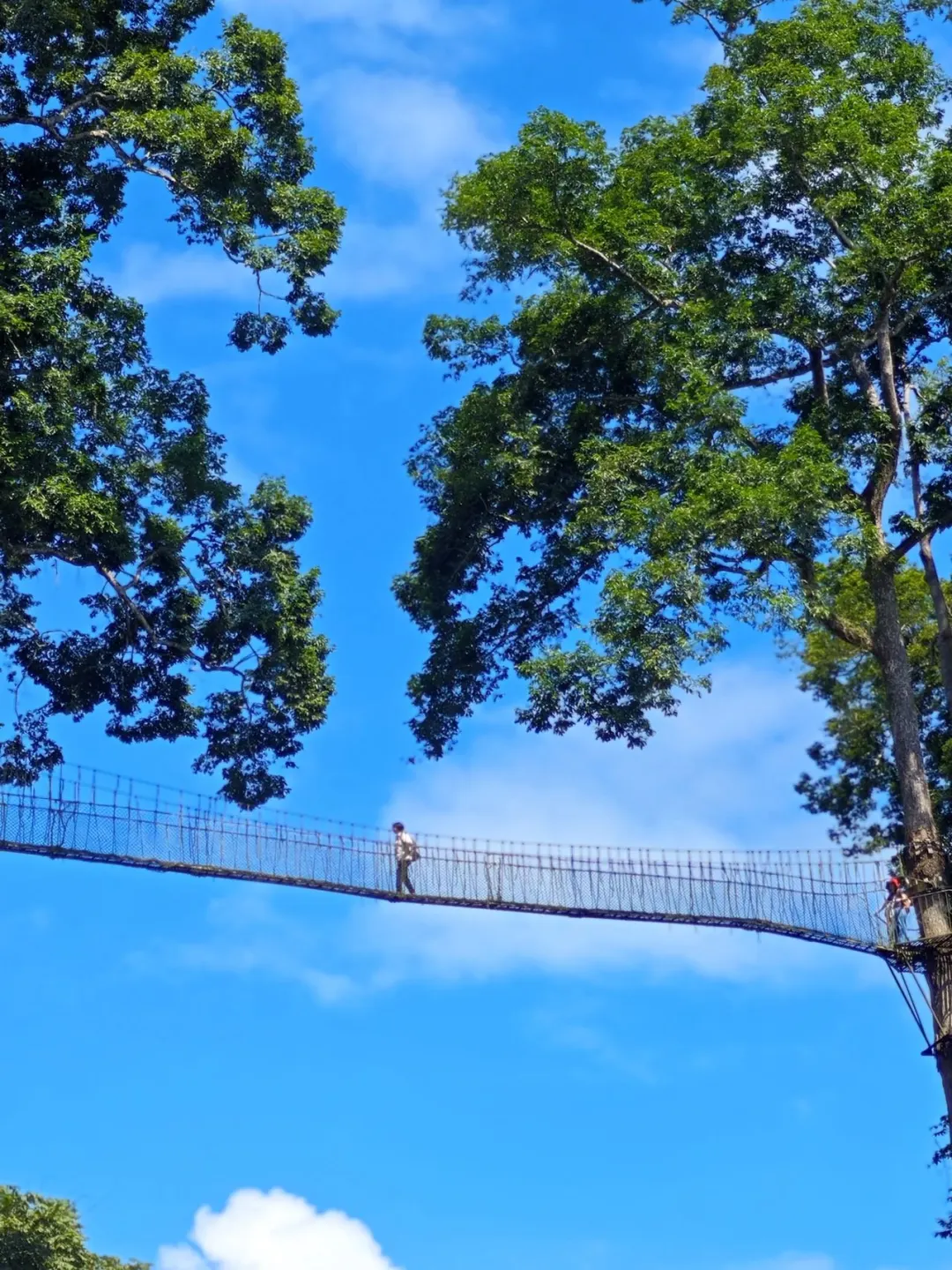 🌳✨来西双版纳一定要为望天树预留一天！