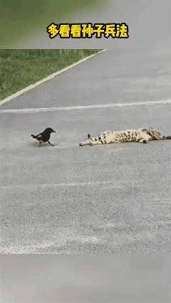 这老猫，
孙子兵法真是熟烂于胸😀😀😀