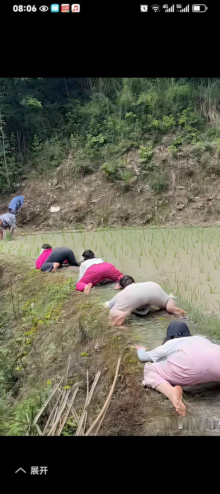 有人忙着插秧，有人忙着扯蛋！