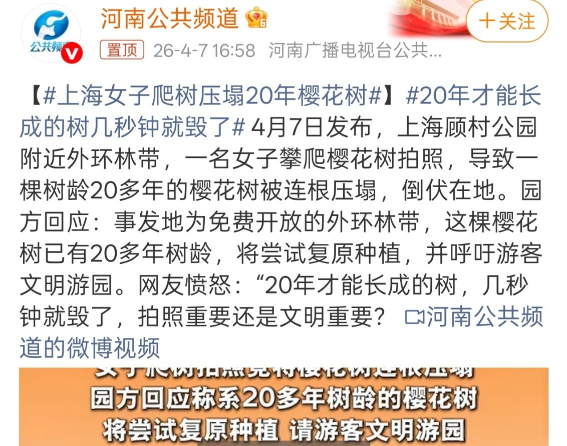 上海女子爬树压塌20年樱花树关键爬上去拍照那也不好看啊，从小都教育别爬树，怎么长