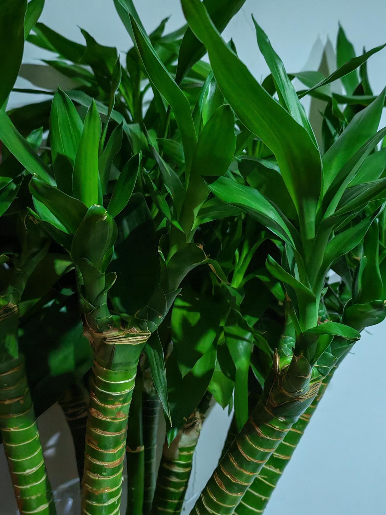 春天花会开，
快乐每一天。