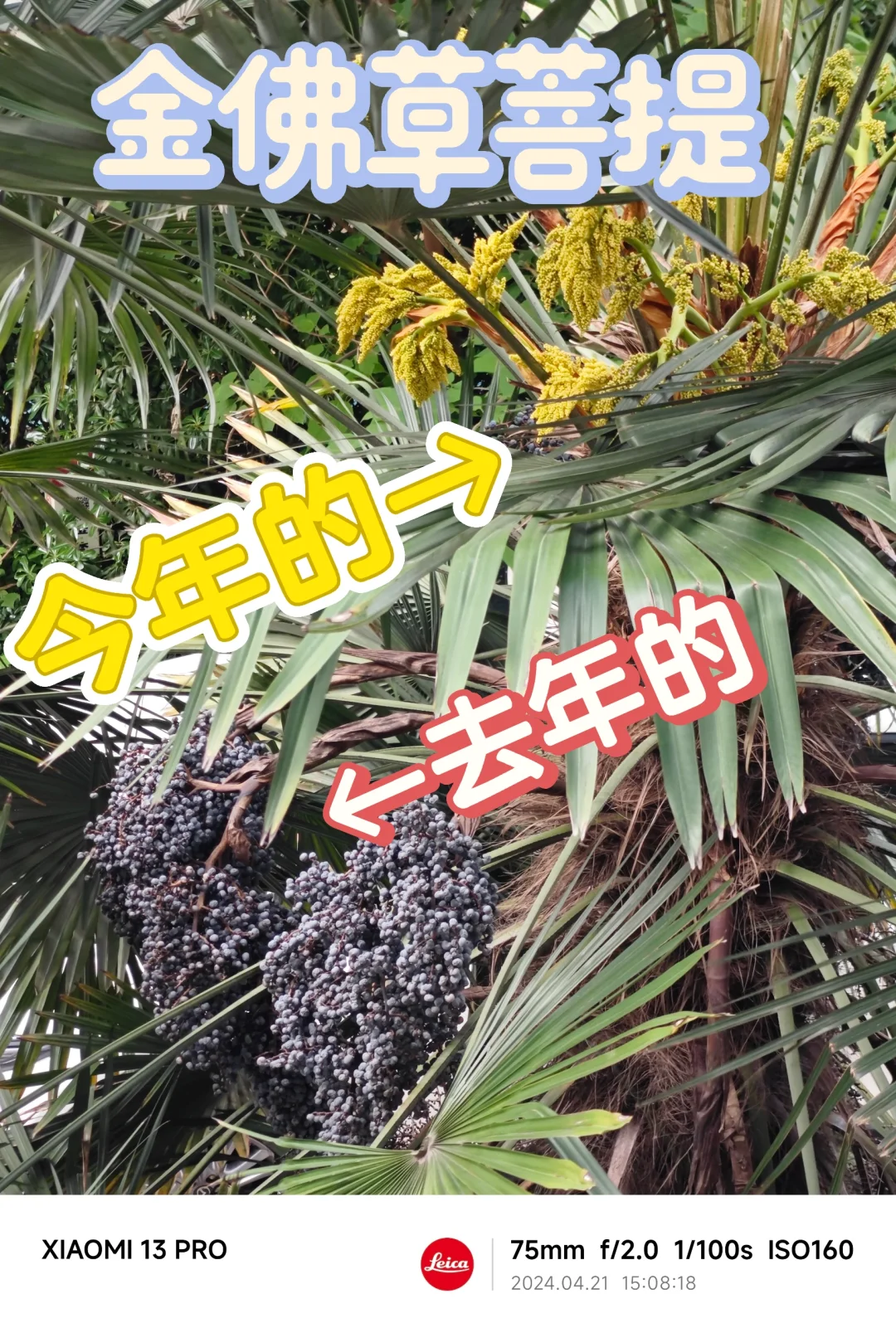 NO.476 金佛草又要开花了
