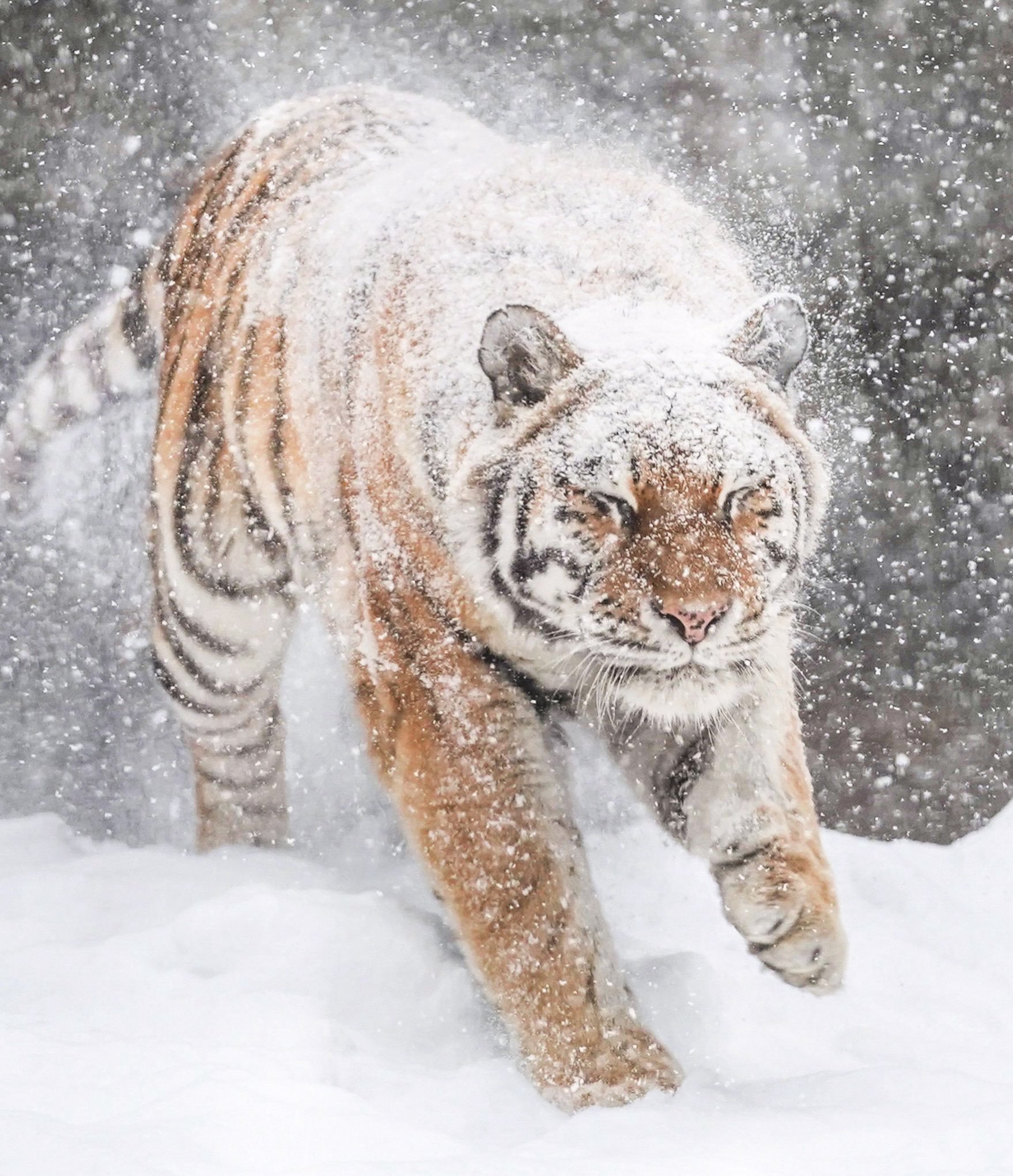 老虎 洒满霜糖的府皮蛋糕！！！【推：rikunow】 