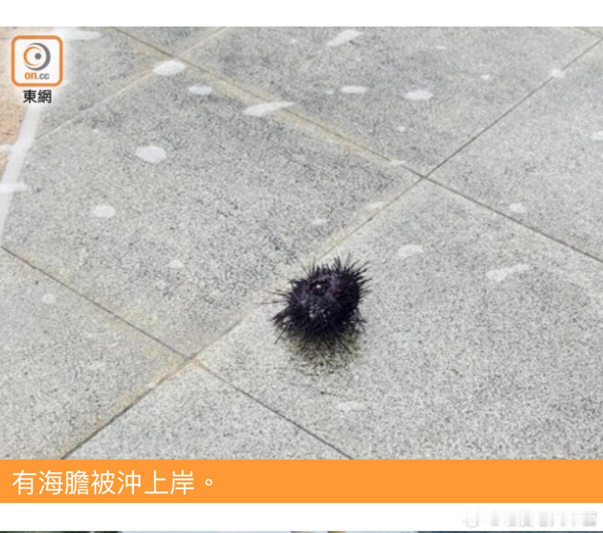 桦加沙香港这个新闻好好笑。。。 ​​​