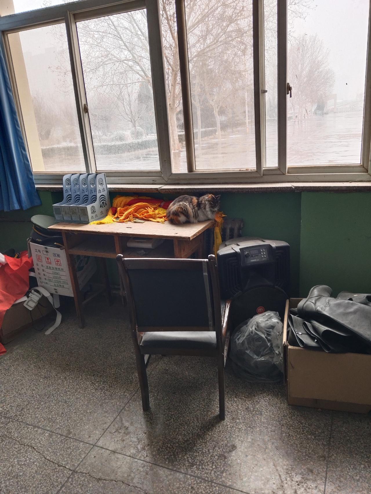 办公室来了一只猫。
啥时候进来的，不知道。
今天下雪，不忍赶它走。
元旦放几天假