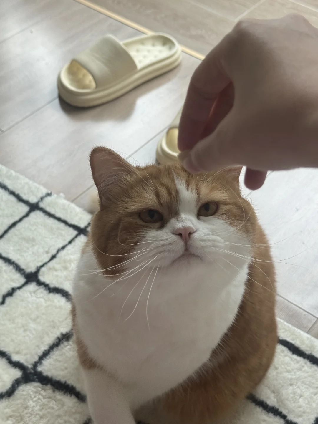 少爷说 不给冻干就暗鲨我