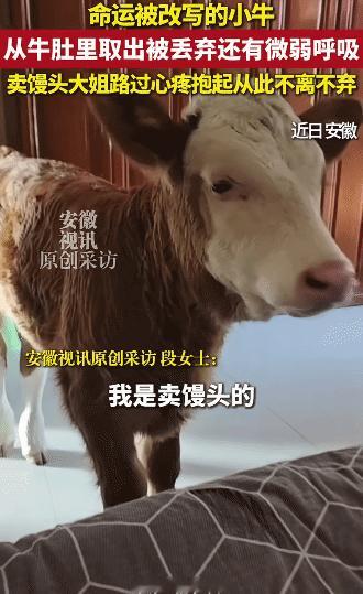 “万物皆有灵！”安徽，新生的小牛被丢弃在路边，奄奄一息。没想到，卖馒头的大姐路过