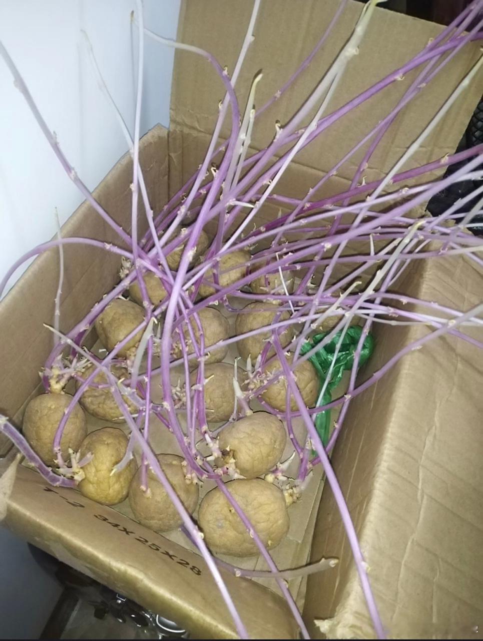 为什么不把土豆当做主粮米饭没煮熟之前可以放几年都不会坏，但土豆放一个星期就长牙了