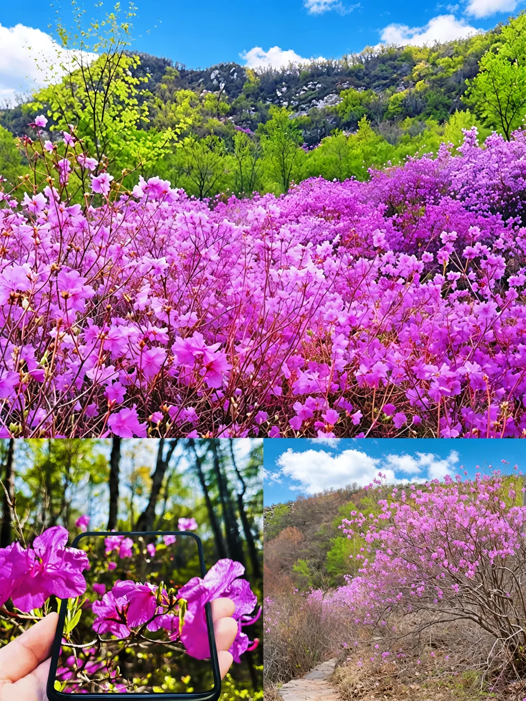 🌸黄梁根徒步全攻略｜11km闯进粉色杜鹃峡
