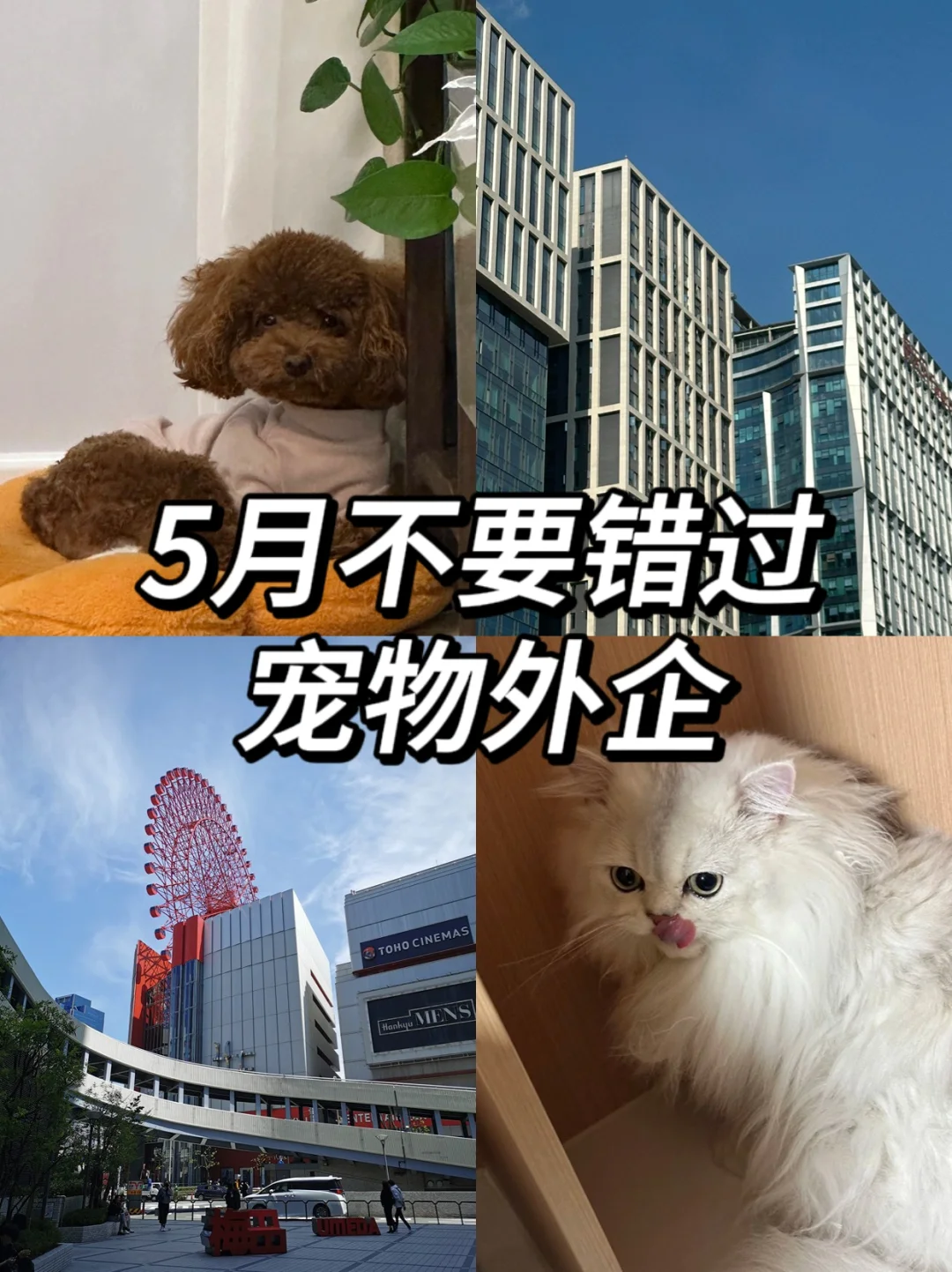 突然发现宠物外企真的超香，找工作都去试试