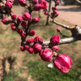 绿草呆最爱国内