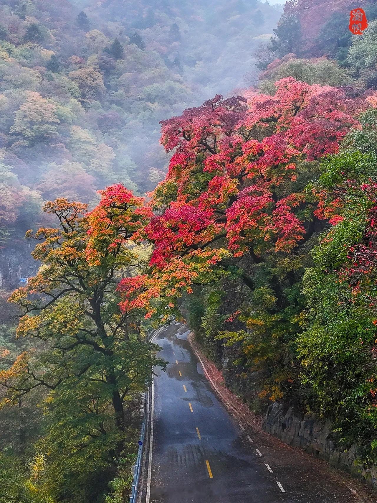 神农架太子垭网红夫妻树，迎来了一年中最美的季节来到神农架第一天，当地朋友就与我说