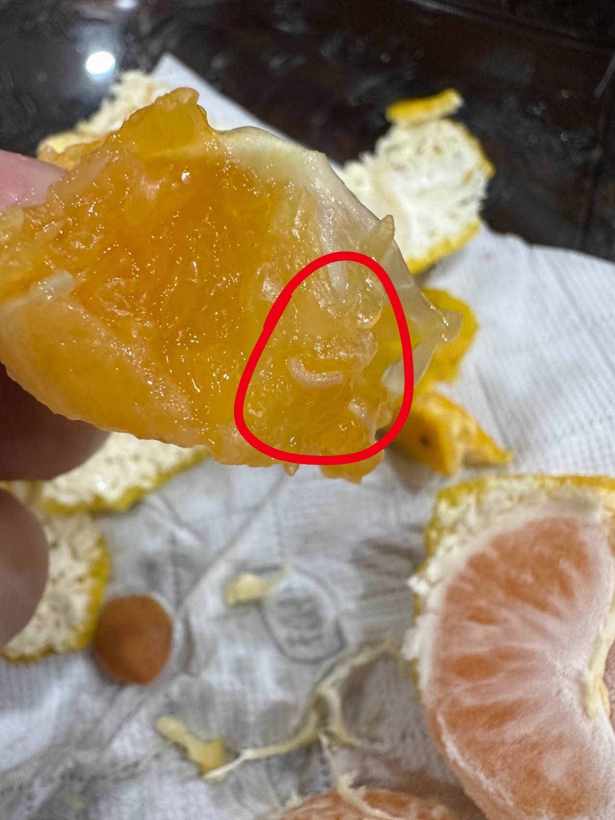 橘子我从未怀疑过你天塌了，以后吃橘子、橙子再也不敢一口塞了，好多里面都有虫子而且