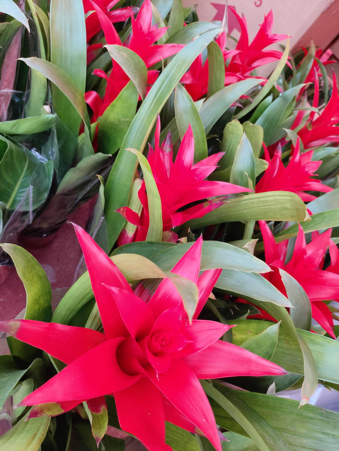 2. 春遇鸿运，花开呈祥。绿意托着红焰，把马年的好运都藏进这簇红火里，愿日子蒸蒸