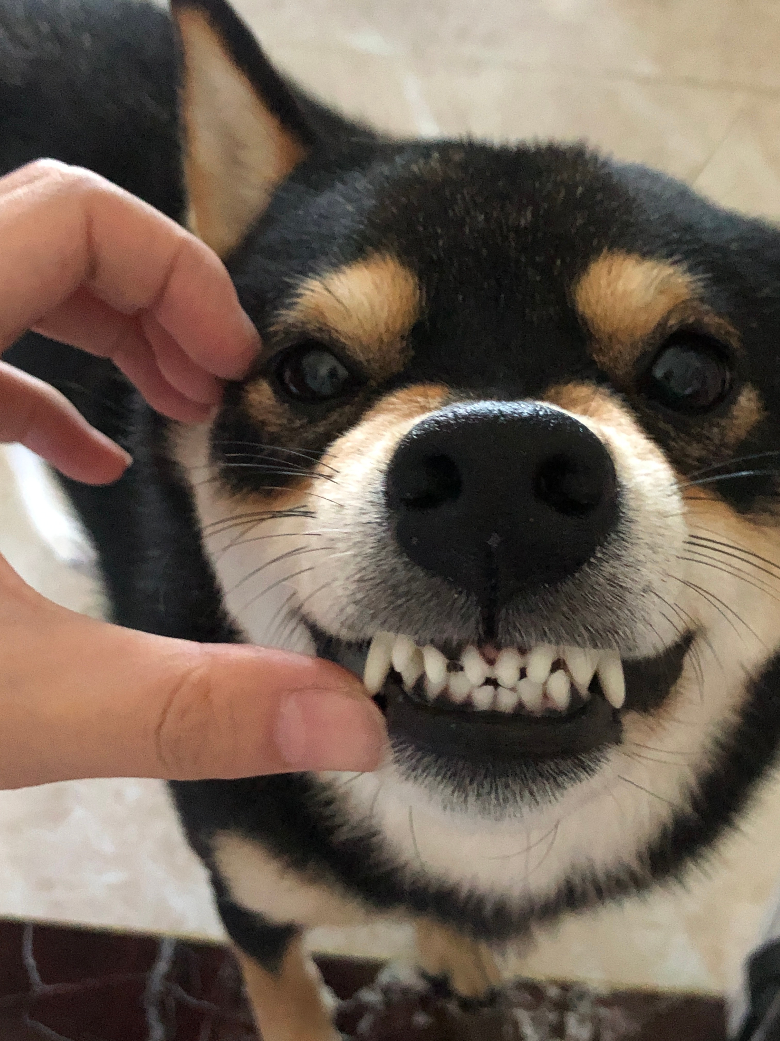 谁要松子签名。 