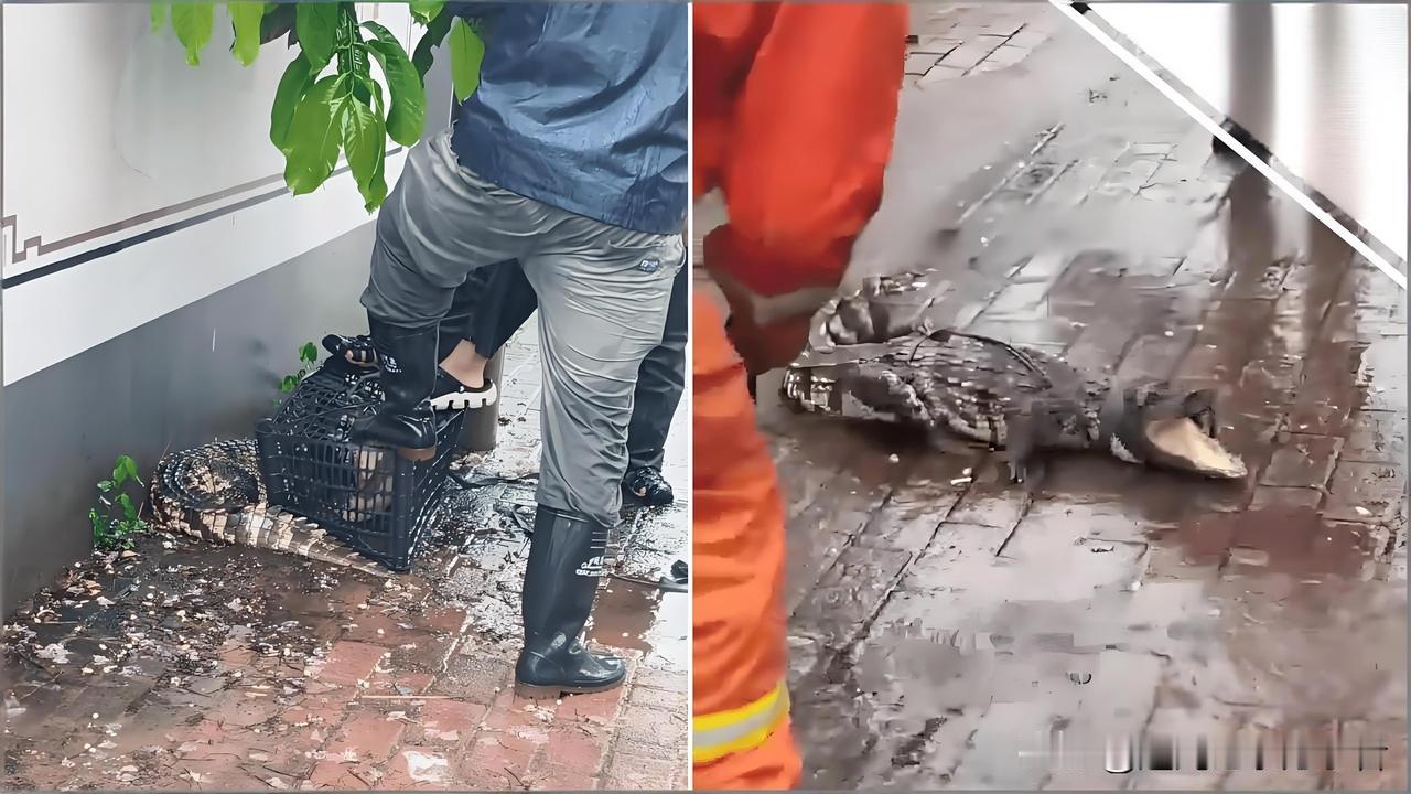东莞凤岗暴雨过后，大水冲破养殖场防护栏，两条鳄鱼被冲到城镇街道。
第一条现身马路