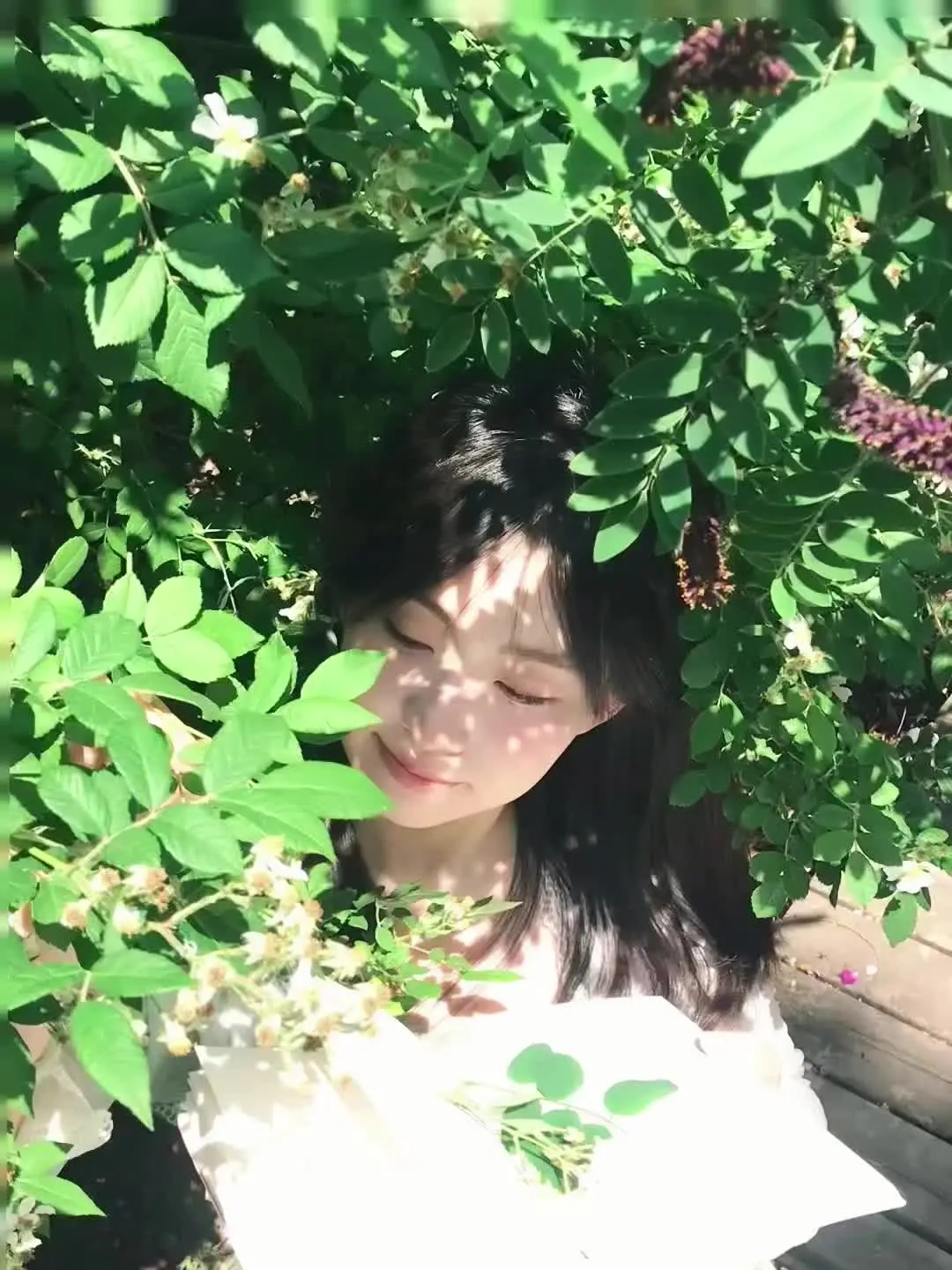 树是风盈过夏天的绿海
