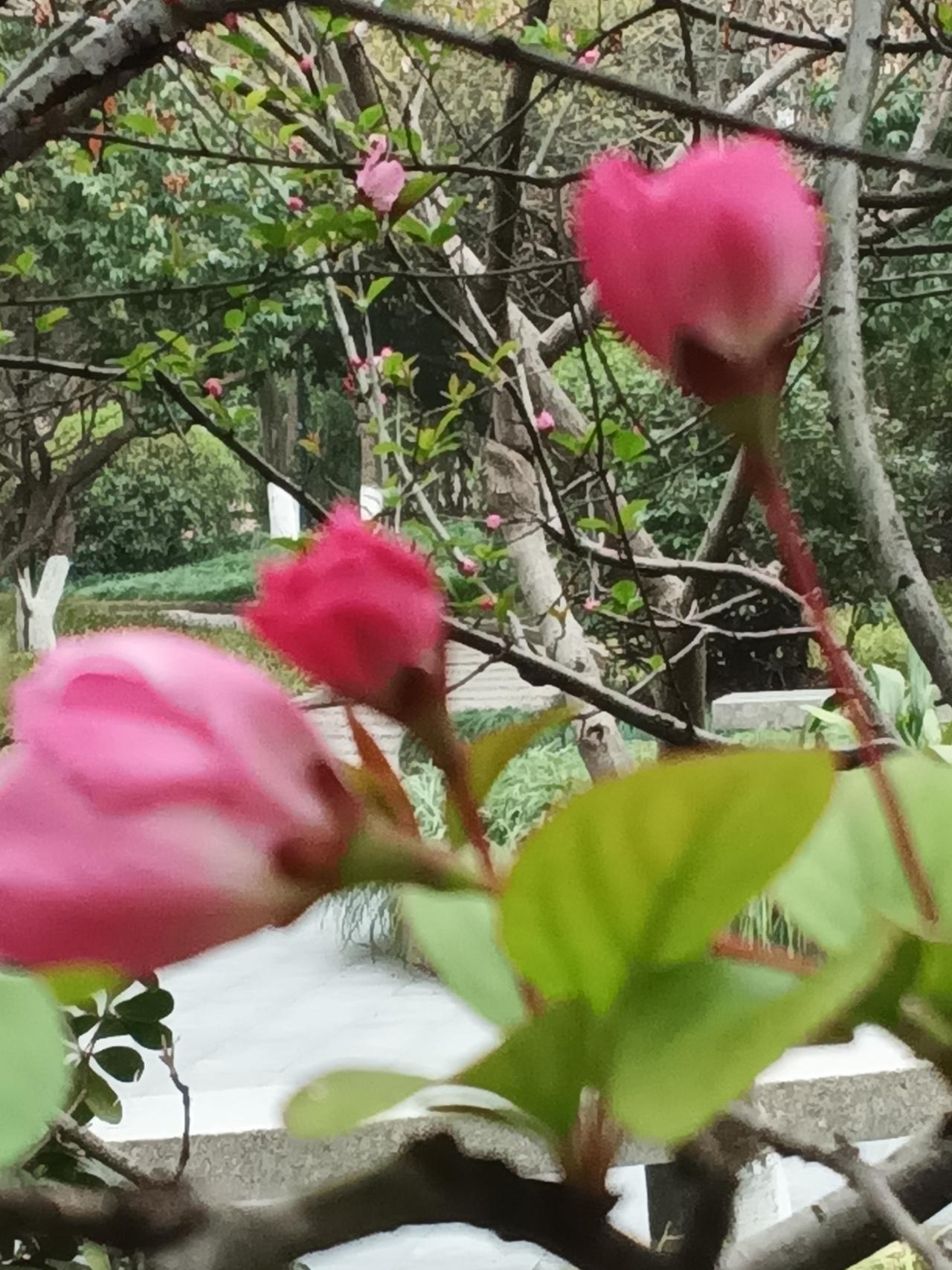 求分享手机摄影作品樱花迎春如少女，