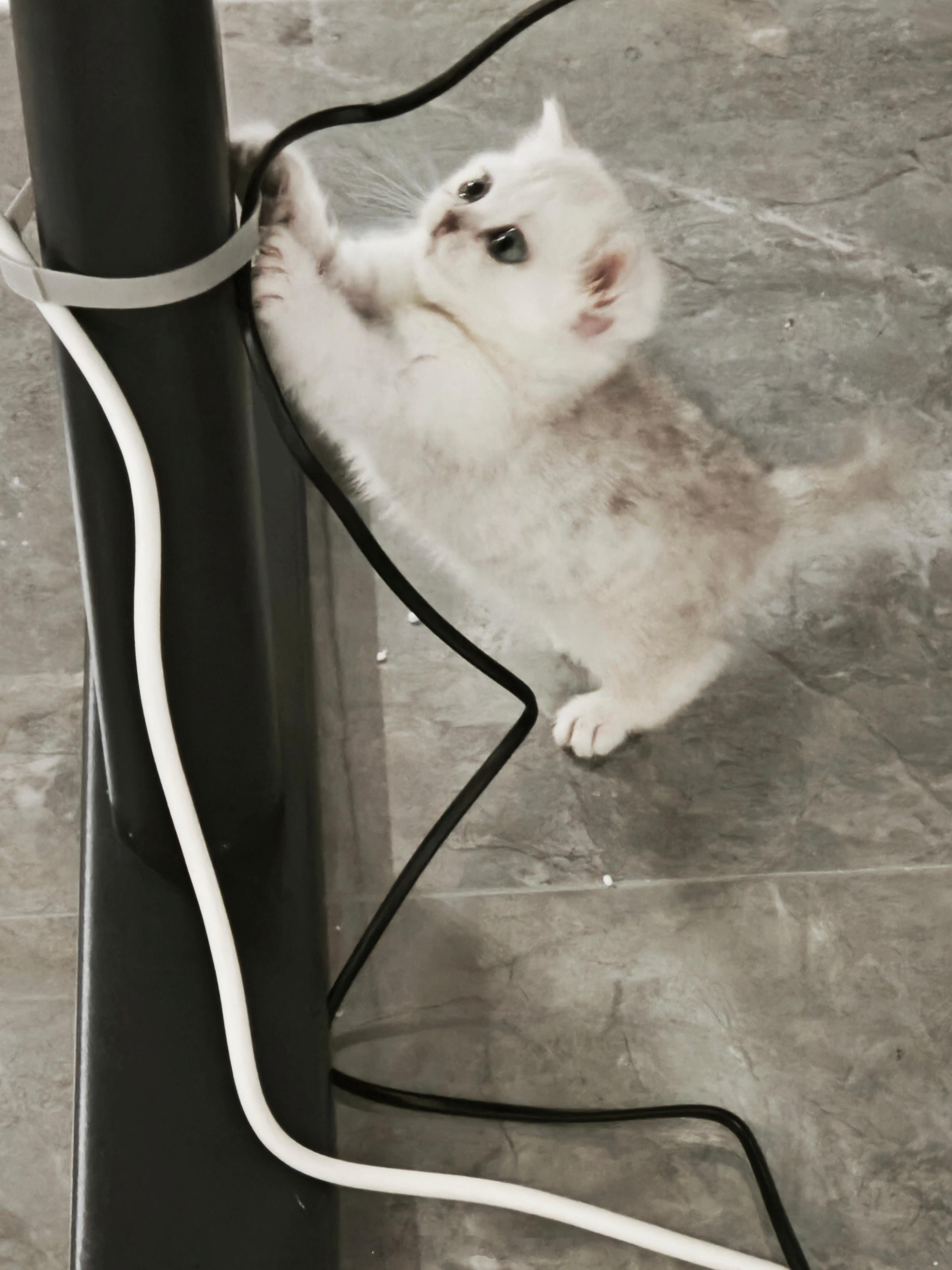 我家小猫总抓我4090电源线怎么办[泪] ​​​