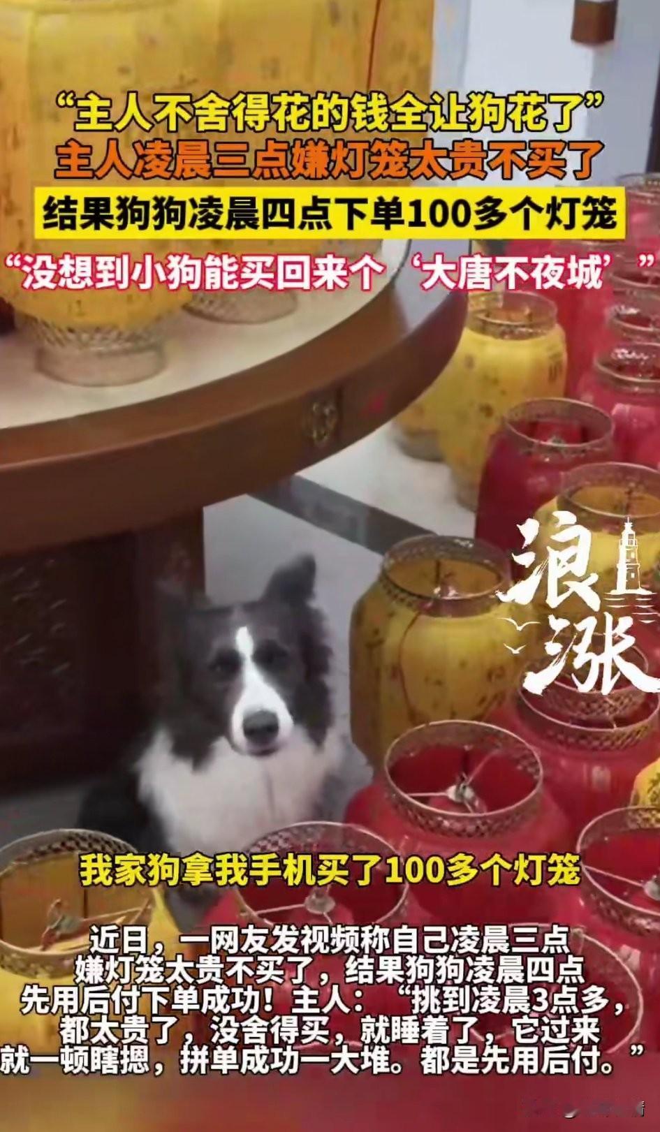 万万想不到小狗都流行网购了，有人不舍得花的钱都被小狗给花了，主人凌晨三点嫌贵没有