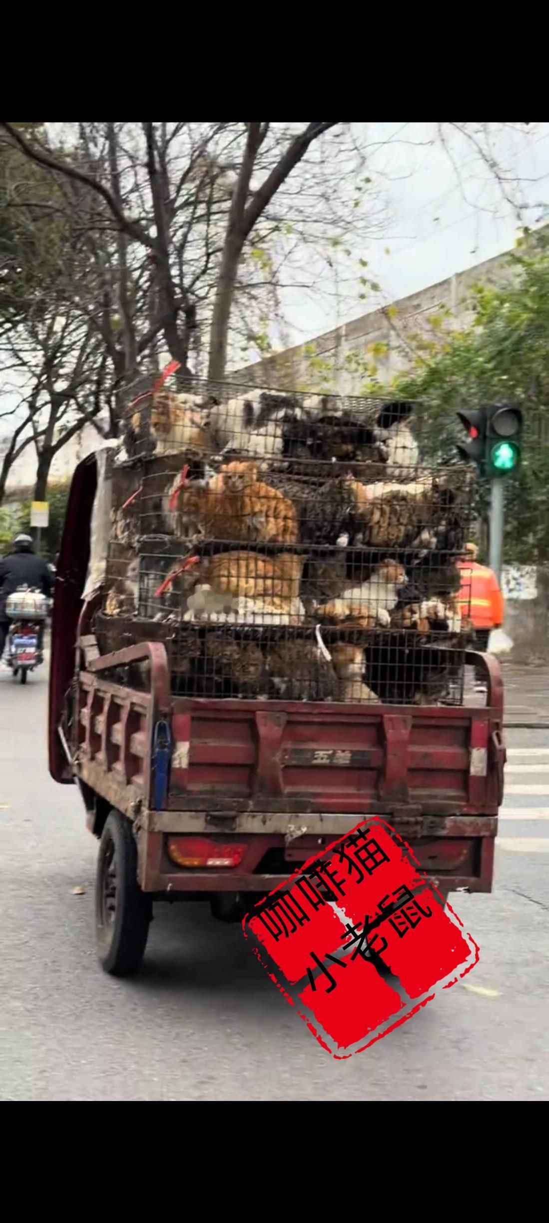 面前这一车的流浪猫，究竟该如何将她们解救下来……答案恐怕会让诸多的爱猫人士感到由