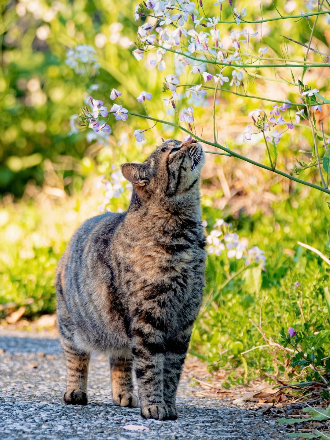 猫猫也爱闻花香哦