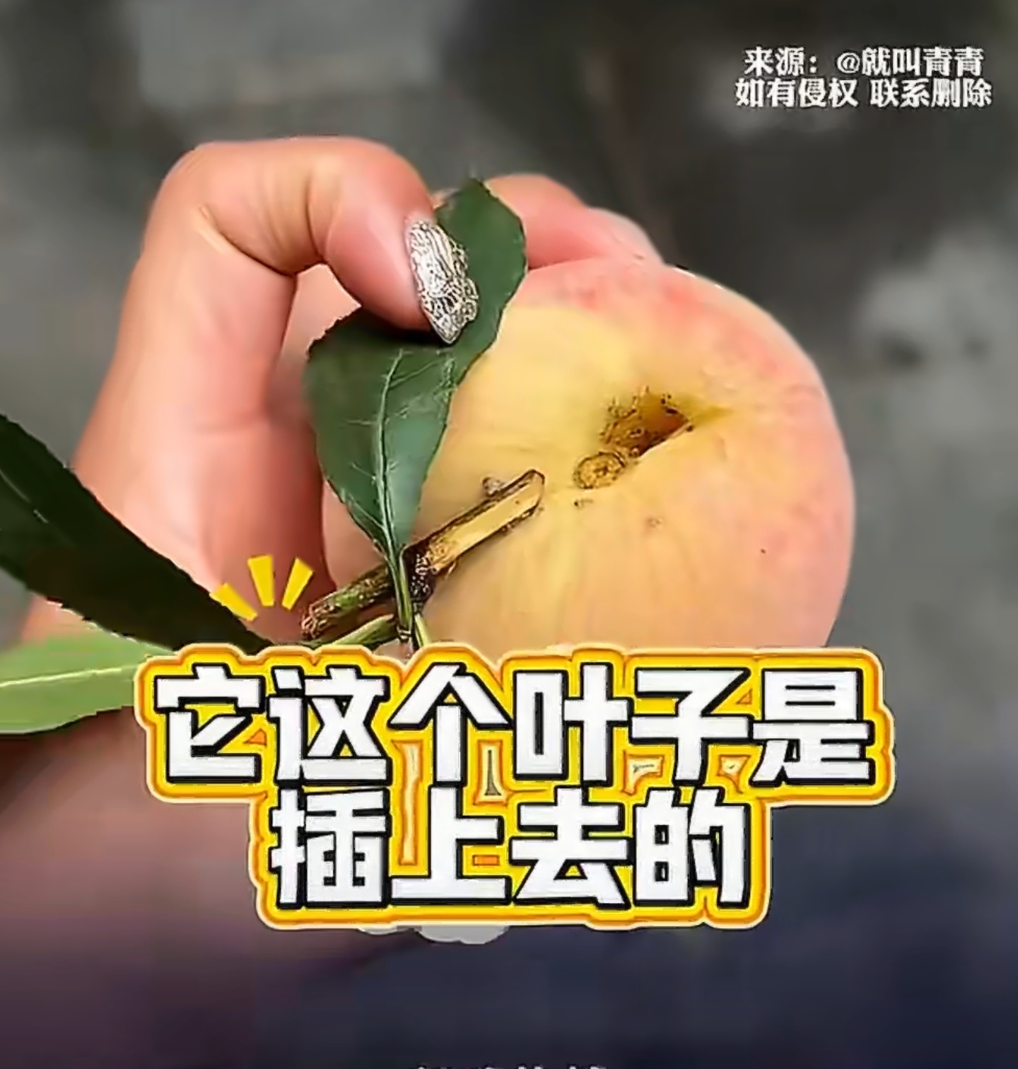 女子买桃回家发现叶子全是后插的不少人默认带叶=现摘新鲜，却被水果商贩钻了空子。云