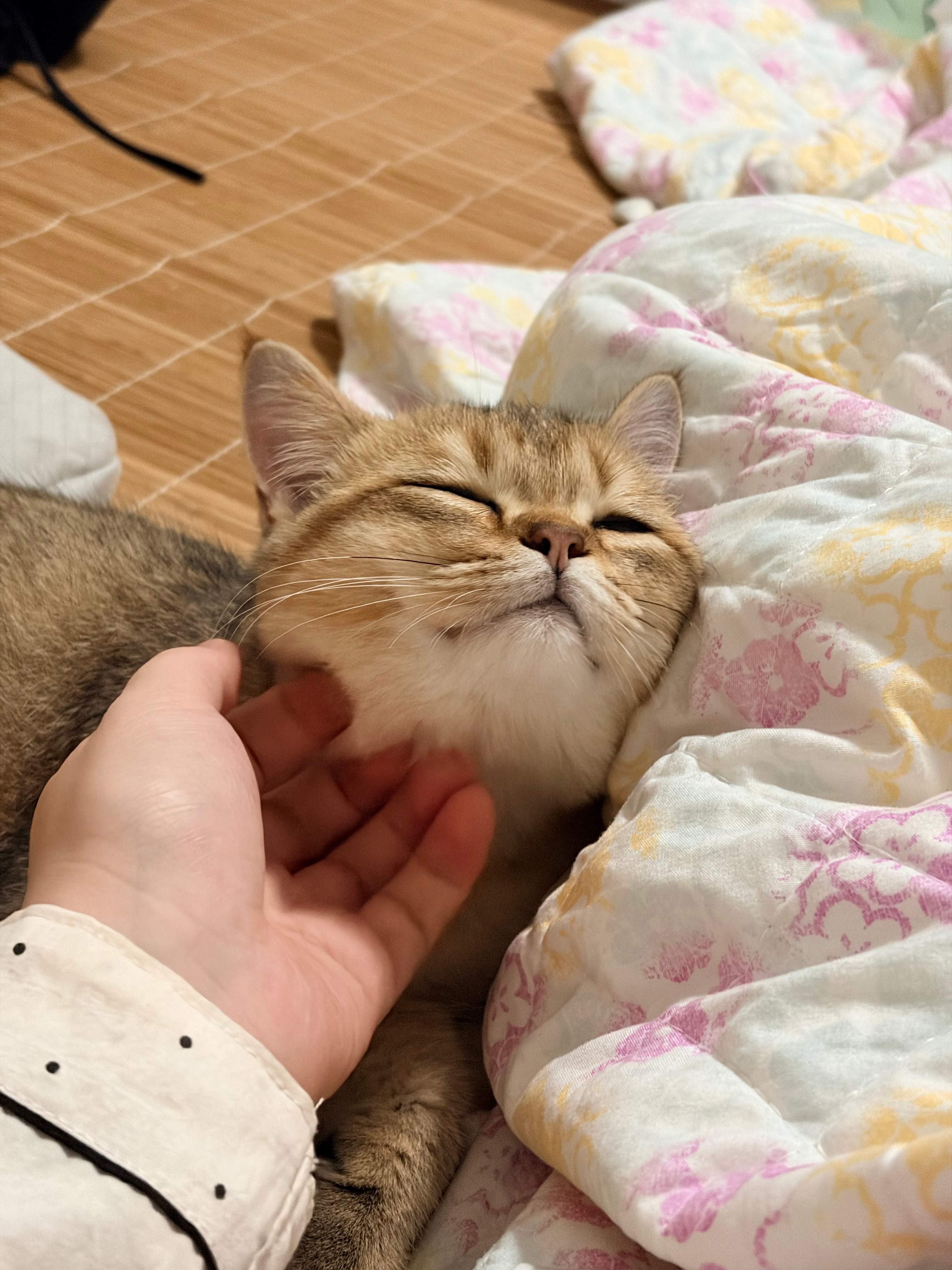 按摩手法得到了猫猫大王的认可🐱 