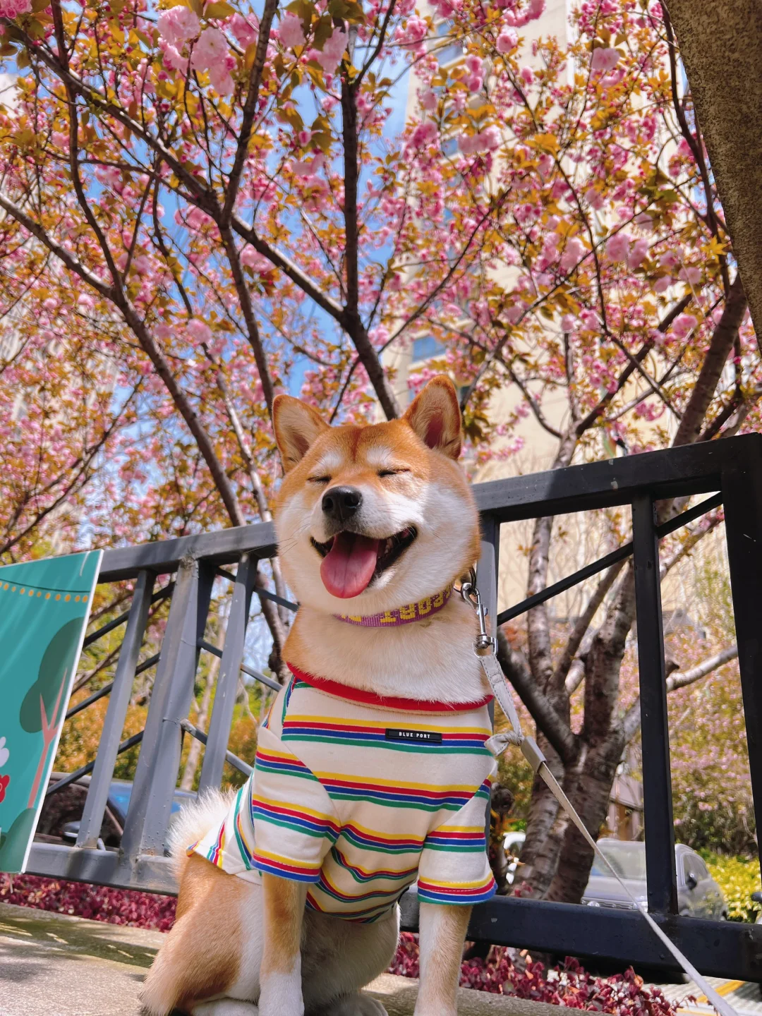 柴桑，故乡的Sakura萨库拉开了🌸