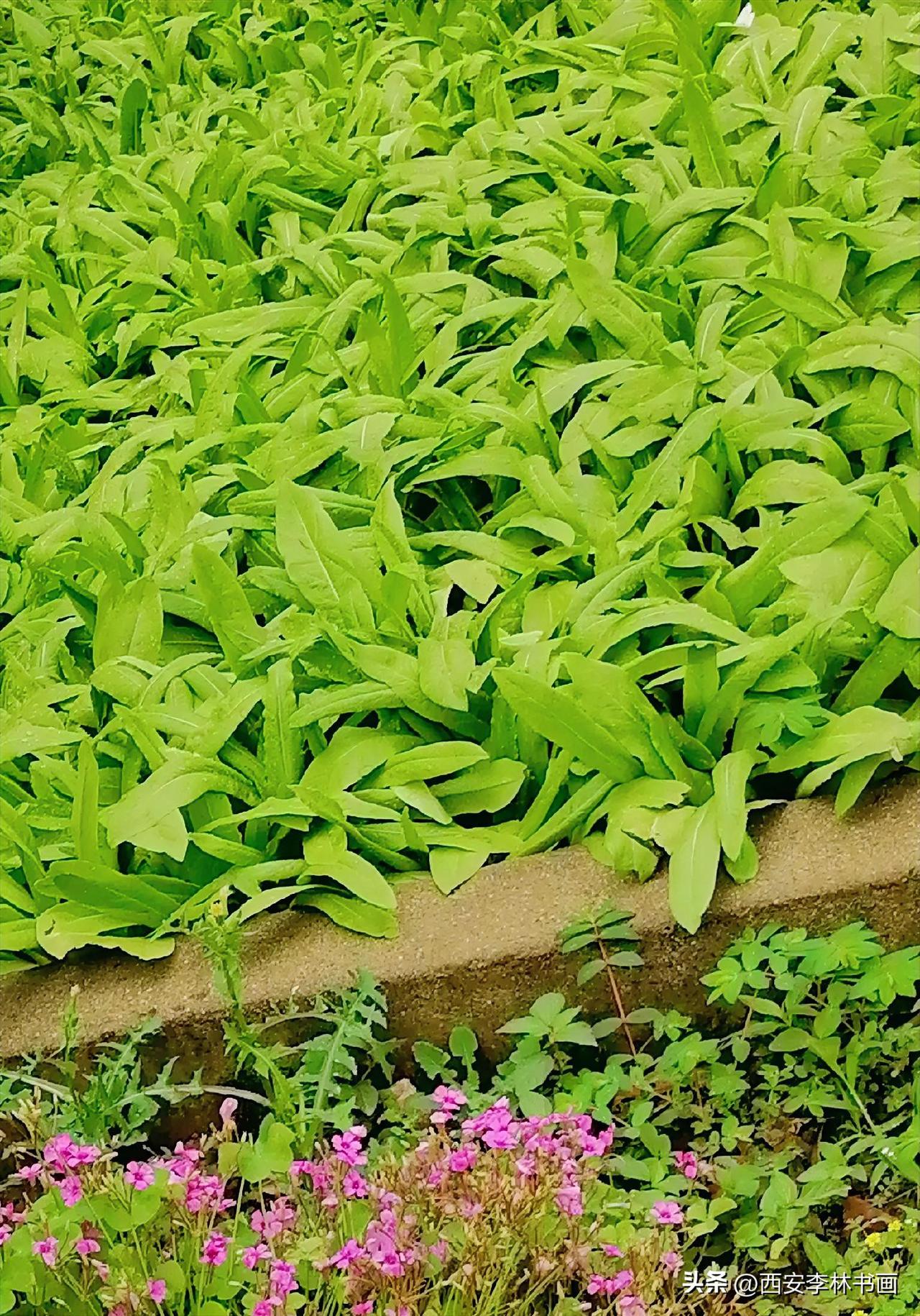 《嫩菜（李林摄于汉中城固）》