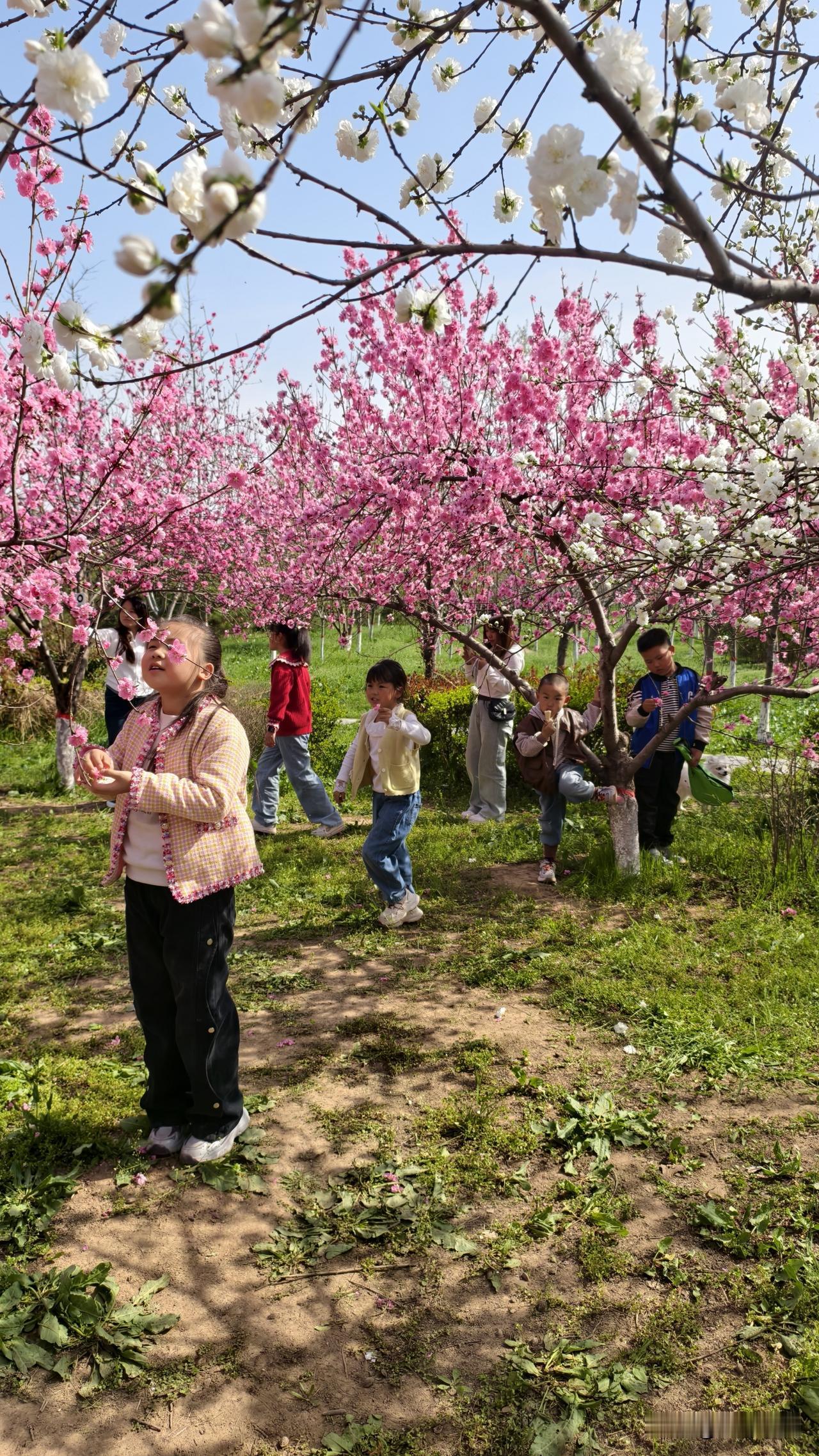 昨天漫步公园，繁花正迷人，心如晴空万里。春日赏花照 公园春天景色