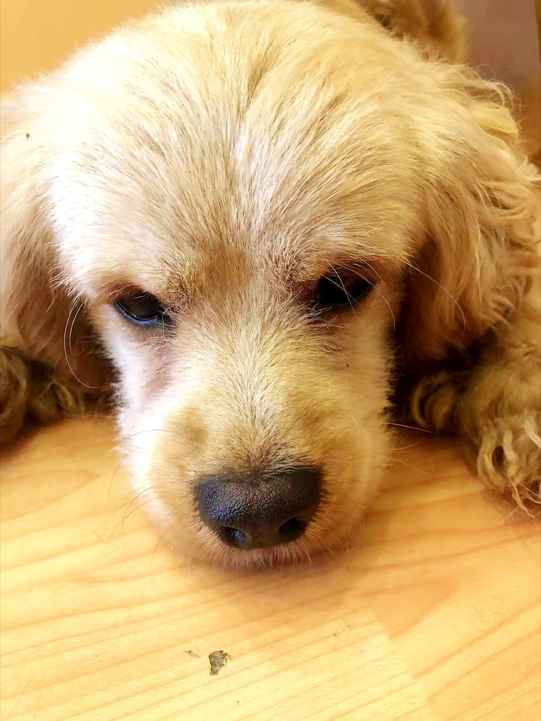 来和可爱的小汪汪🐶动动行不互动