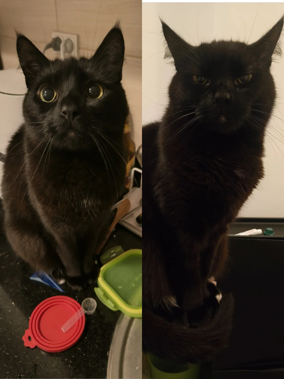 一只猫咪两幅面孔